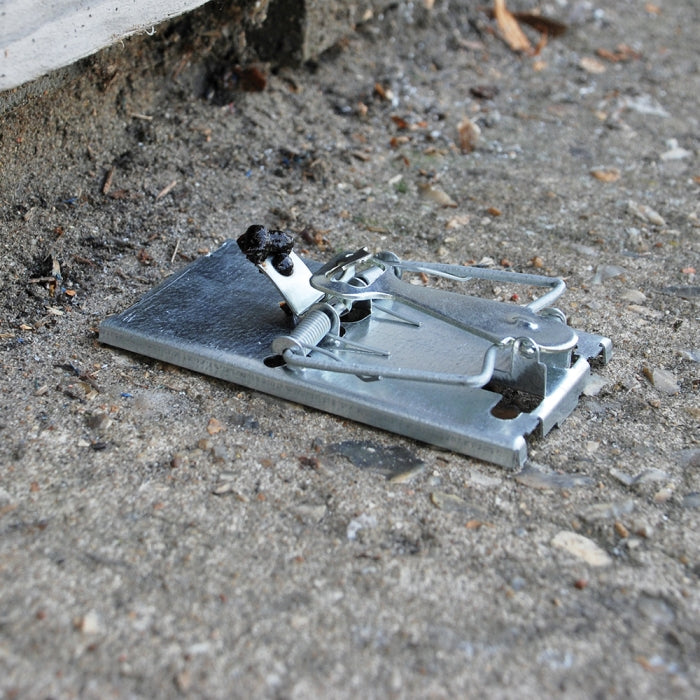 Mouse Trap