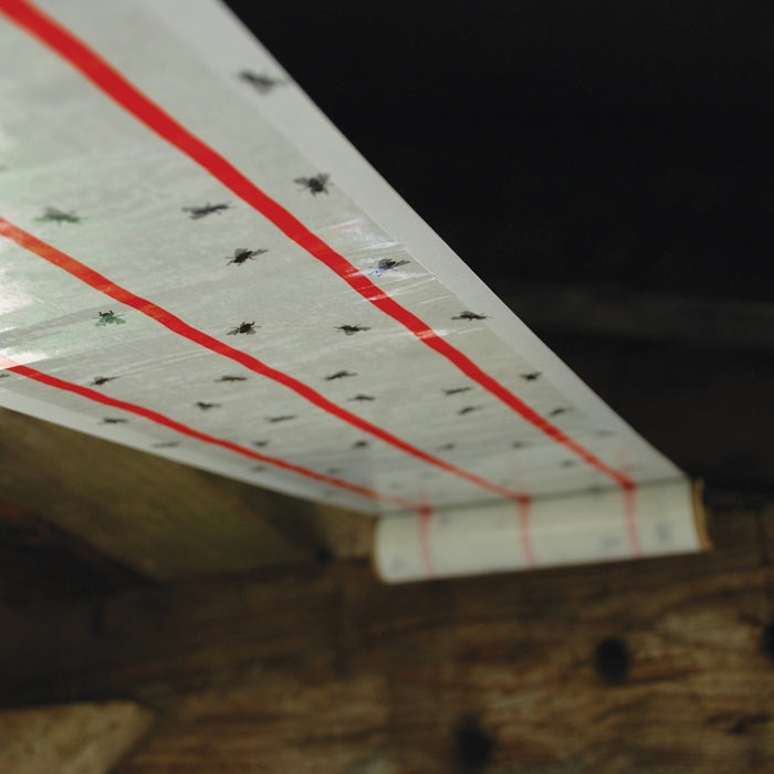 Fly Sticky