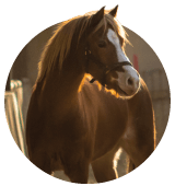 Wood Shavings Completely Dust Extracted 15KG Bale