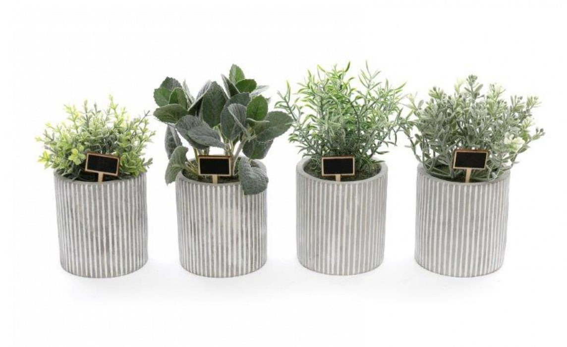 Herb Succulents