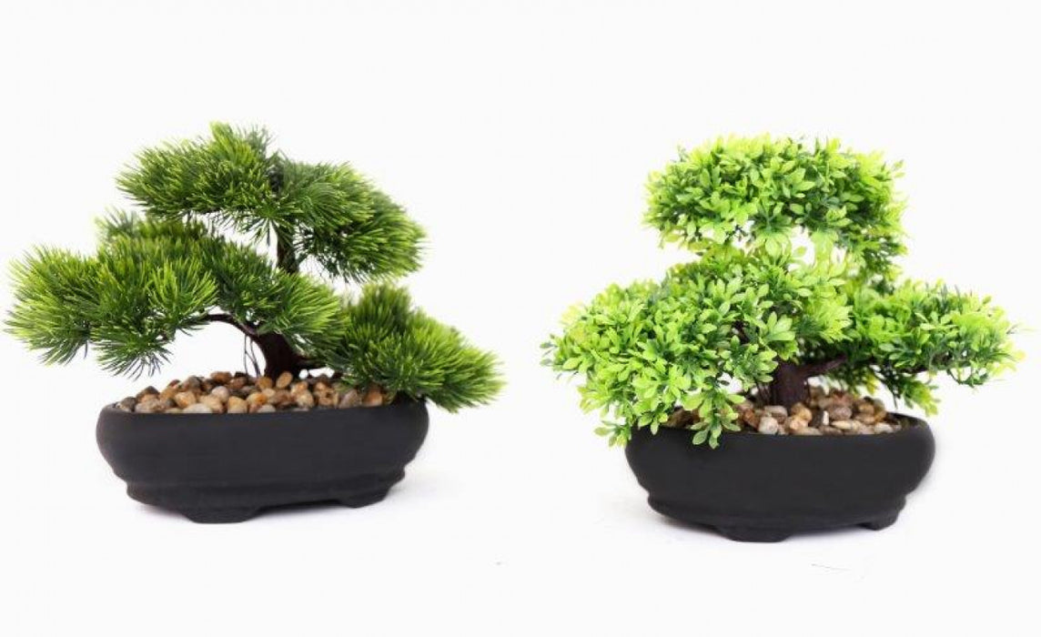 Bonsai Tree