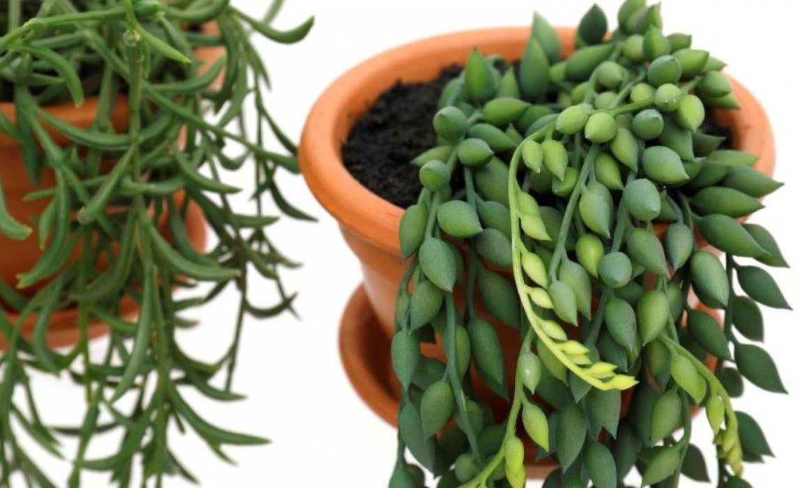 Succulent