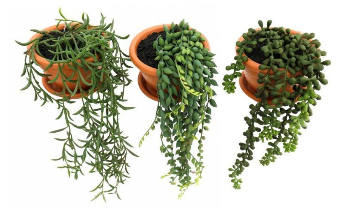 Succulent
