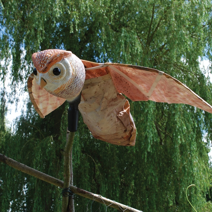 Hunting Barn Owl