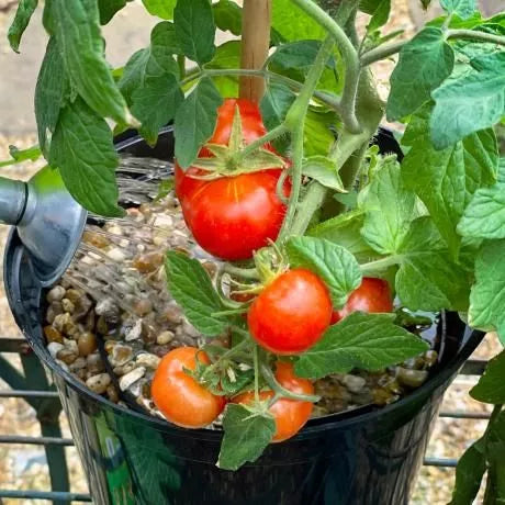 Tomorite Concentrated Tomato Food 1L + 20%