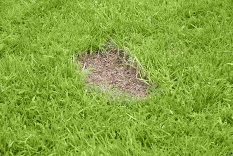 Miracle Gro® Patch Magic Grass Seed, Feed and Coir