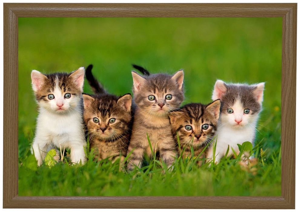 Beanbag Lap Tray - Kittens
