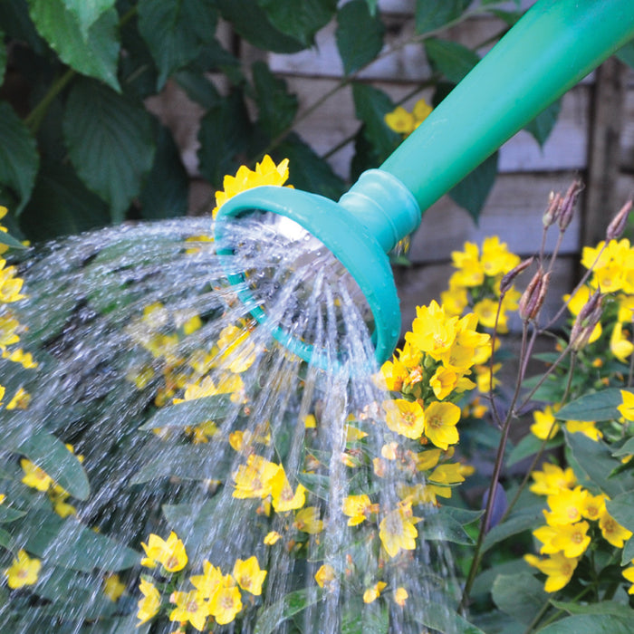 Watering Can Rose
