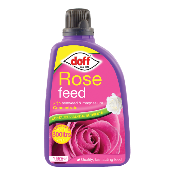Rose Feed