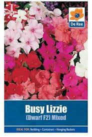 Busy Lizzie Dwarf F2 Mixed
