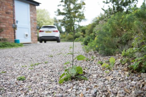 Weedol Pathclear™ Weedkiller 6 tubes plus 2 free