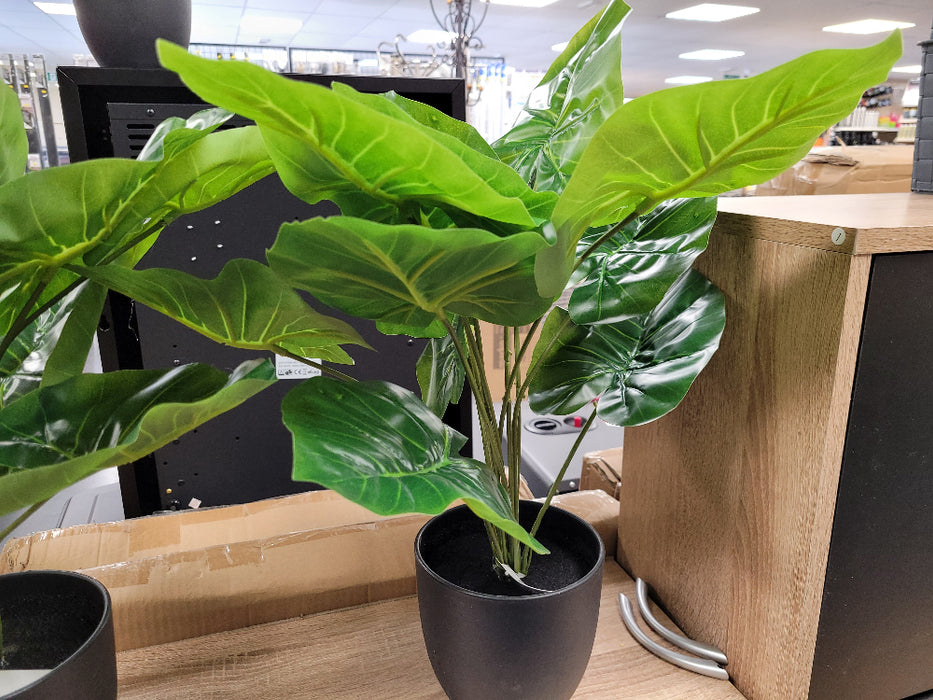 Medium Anthuriam Plant