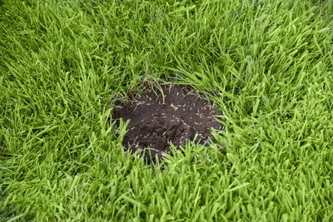 Miracle Gro® Patch Magic Grass Seed, Feed and Coir