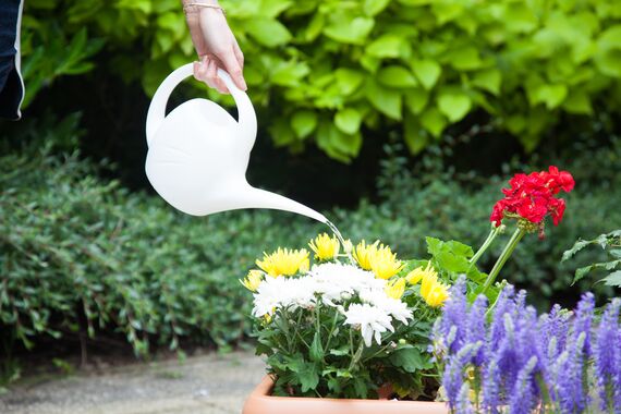 Indoor Watering Can 1.5L Lime