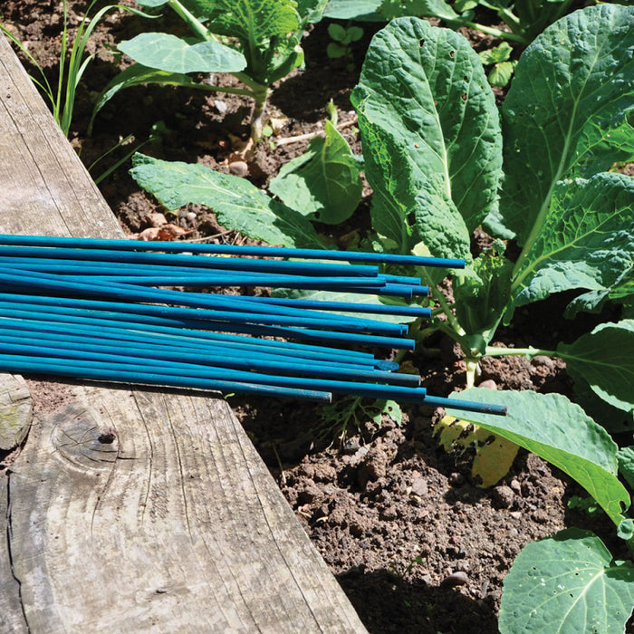 Split Canes