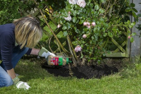 Miracle Gro® Rose and Shrub 1KG Shaker Jar