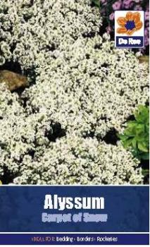 Alyssum