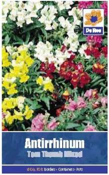 Antirrhinum