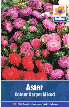 Aster Colour