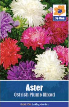 Aster Ostrich Plume