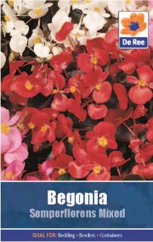 Begonia Semperflorens