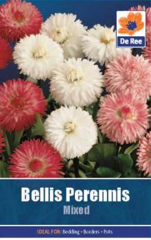 Bellis Perenis