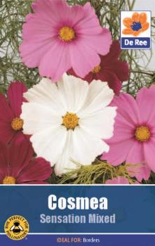 Cosmea