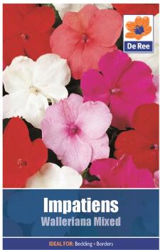 Impatiens Walleriana Mixed
