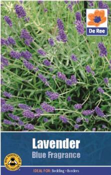 Lavender Blue Fragrance