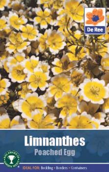 Limnanthes 'Poached Egg'
