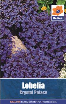 Lobelia Crystal Palace