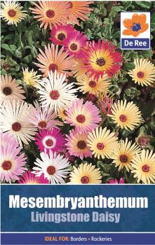 Livingstone Daisy