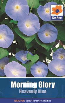 Morning Glory Heavenly Blue