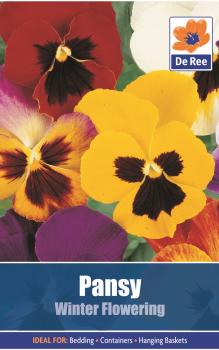 Pansy Winter Flowering