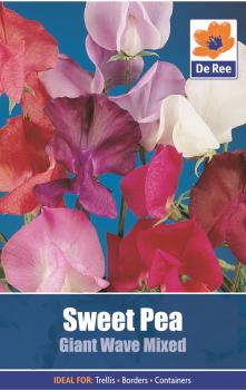 Sweet Pea Giant Waved