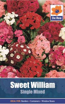 Sweet William Single