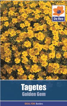 Tagetes Golden Gem