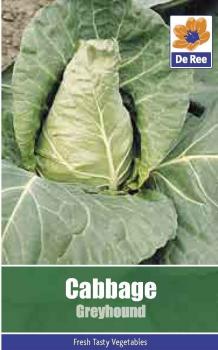 Cabbage Greyhound