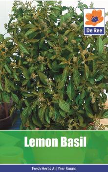 Lemon Basil