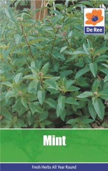 Mint