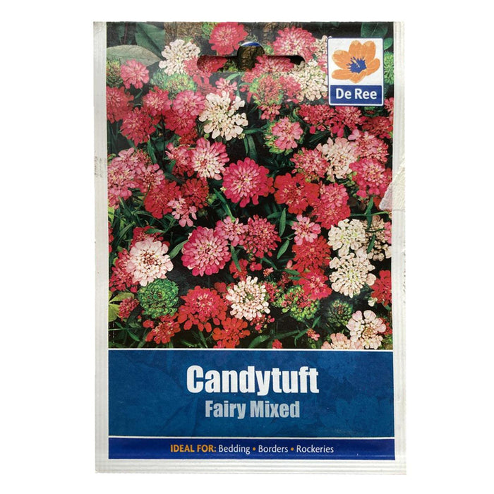 Candytuft Fairy